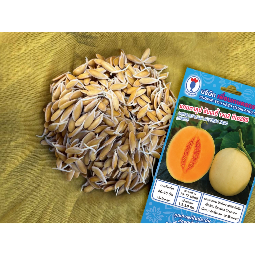 เมล็ดพันธุ์ แคนตาลูป ซันเลดี้ เจน2 ทีเอ 280 - Cantaloupe Sun Lady Gen 2 TA280 เมล็ดผัก คุณภาพ"เพื่อนเกษตร"