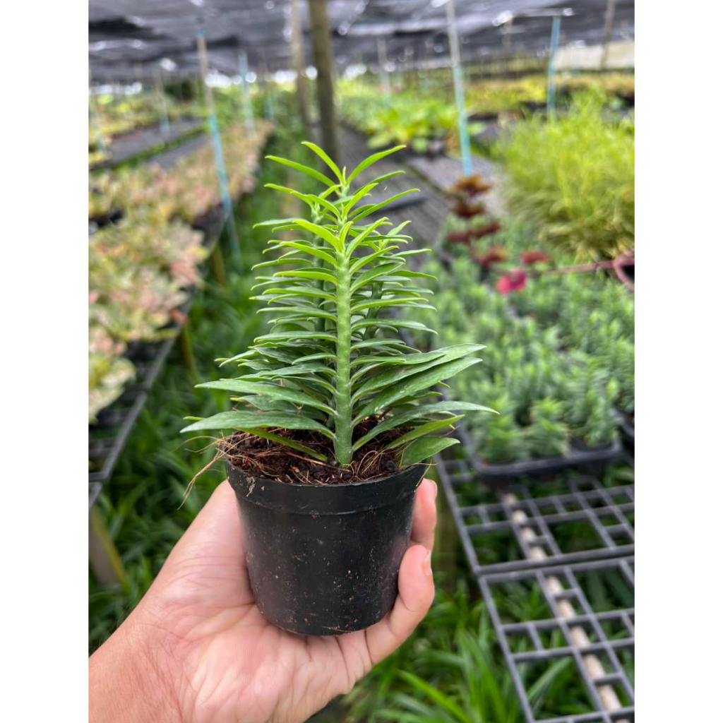 มุมมอง 3