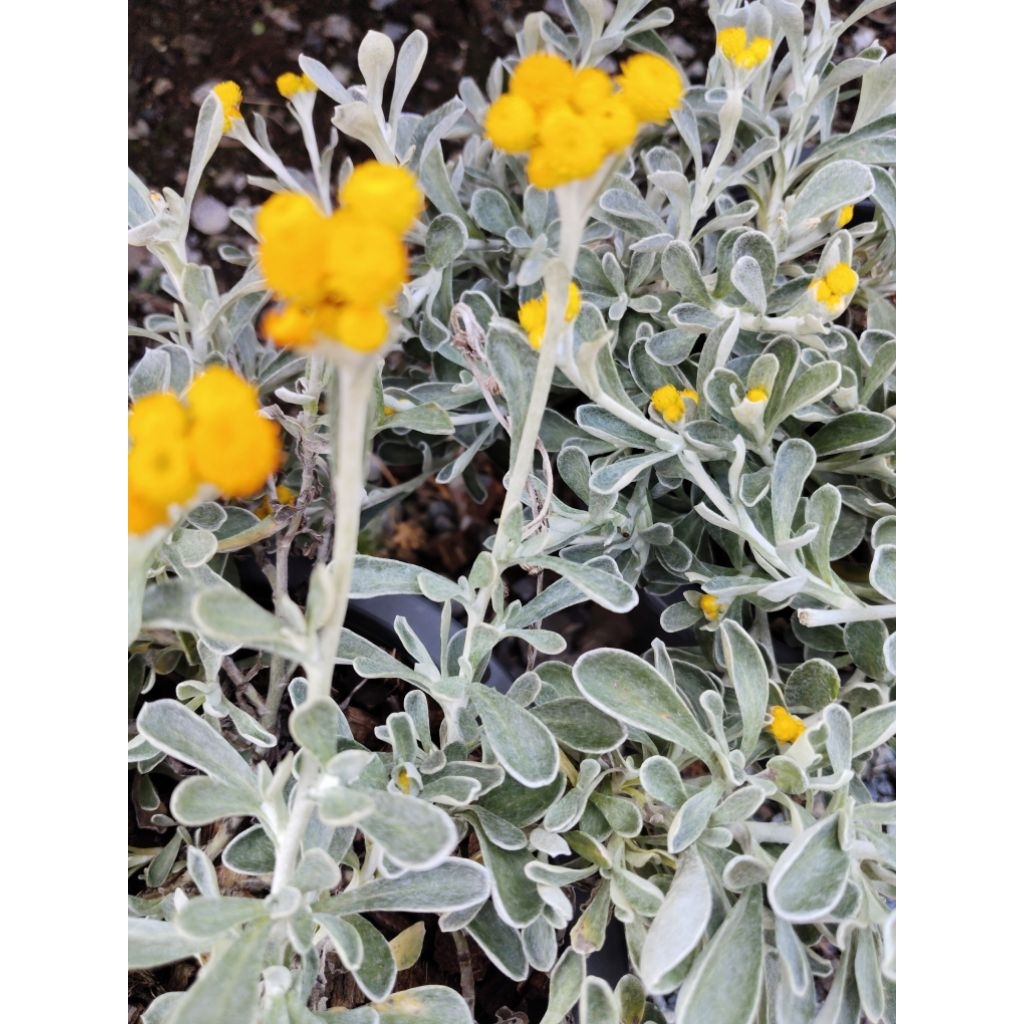 Yellow Button Plant หรือ ดอกกระดุมเหลือง