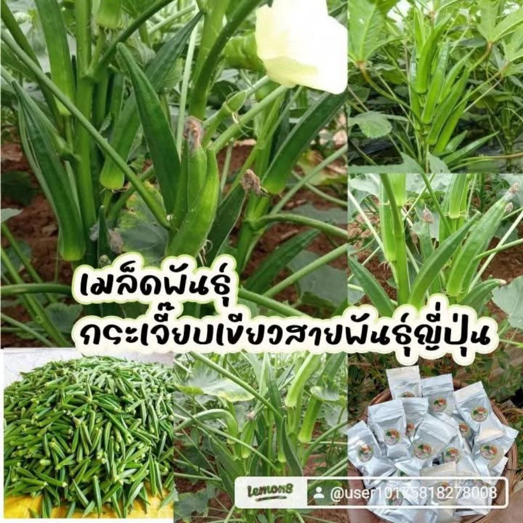 เมล็ดพันธุ์กระเจี๊ยบเขียวสายพันธุ์ญี่ปุ่น 200 เมล็ด 49 บาทซืัอ3เเถม1