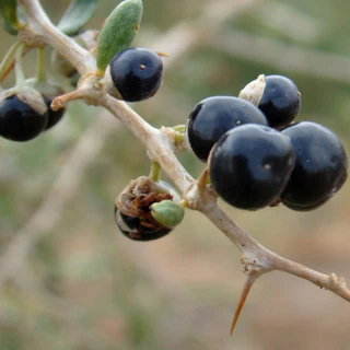 ผงโกจิเบอร์รี่สีดำ ผงเก๋ากี้ดำ ขนาด 100 กรัม (Black Goji Berry Powder)