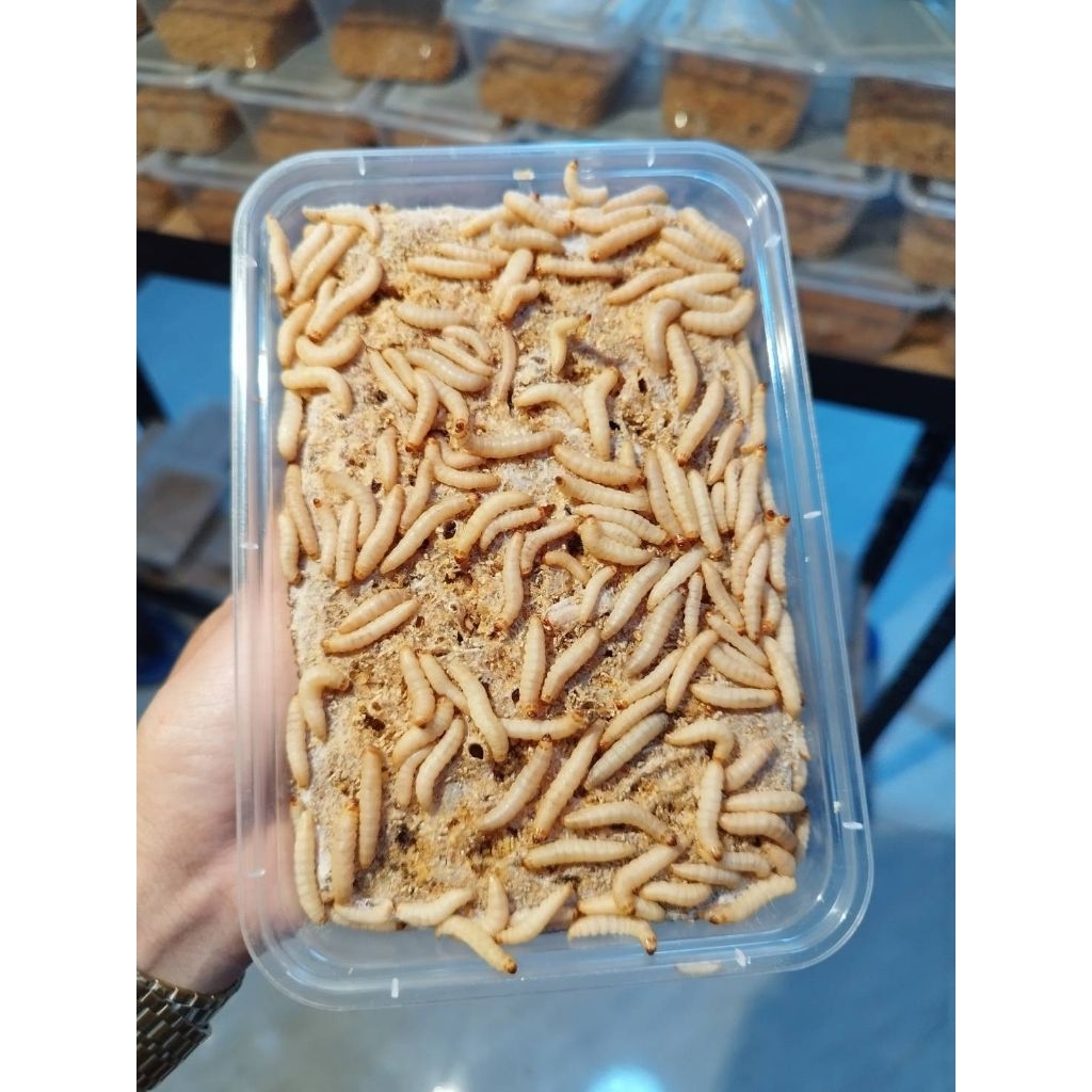 Super food สำหรับสัตว์เลี้ยง Exotic