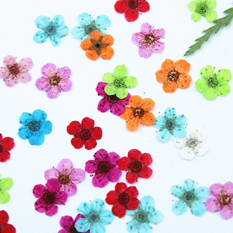 ดอกแดฟโฟดิลและดอกบ๊วยแห้ง12ชิ้นดอกไม้อัดแห้ง วัสดุงานฝีมือเรซิน DIY เคสโทรศัพท์ อุปกรณ์ตกแต่งเล็บ และวัสดุงานฝีมืออื่นๆ