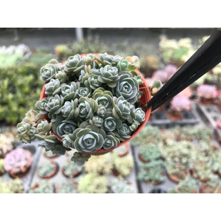 Echeveria Baby rose 🌹