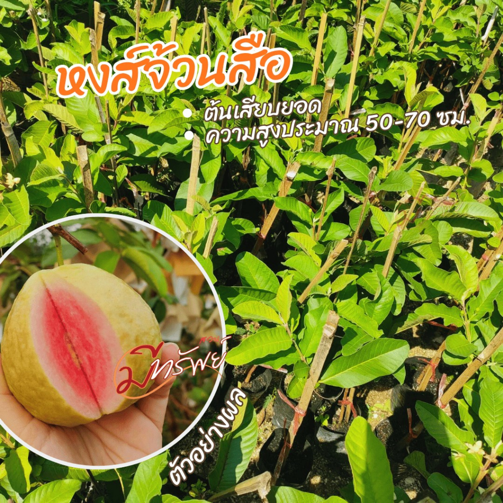 ฝรั่งหงส์จ้วนสือกลมเสียบยอดต้นละ150 รับประกันสายพันธุ์แท้100%