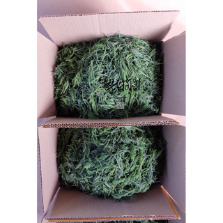 ชะครามสดใหม่ 500กรัม จ้า ปลอดสารพิษ100%พลอยชะครามสมุทรสงคราม