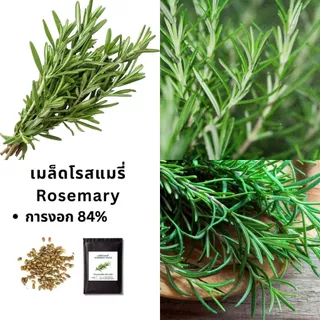 เมล็ดโรสแมรี่ (Rosemary Seeds) 20 เมล็ด | สมุนไพรฝรั่ง กลิ่นหอม ปลูกง่าย | เมล็ดสมุนไพรสวนครัว