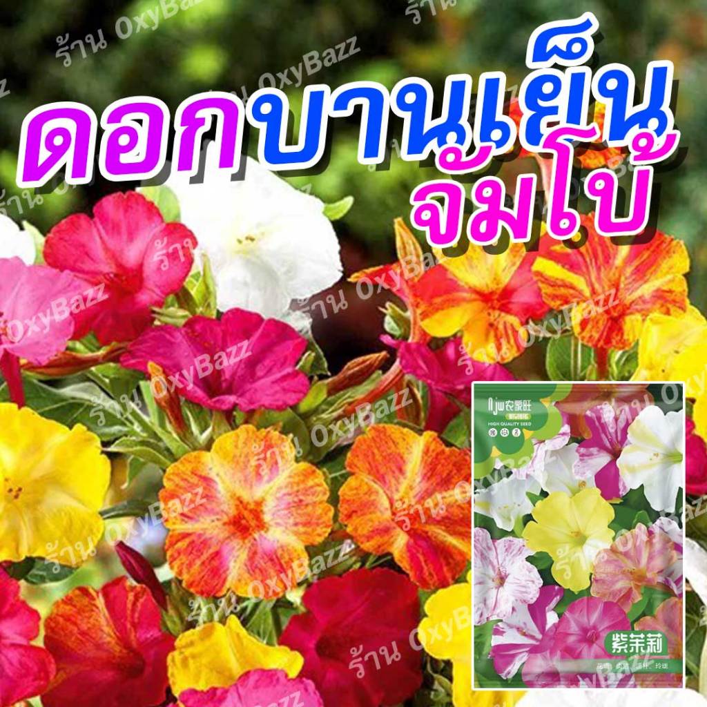เมล็ดดอกบานเย็นจัมโบ้ 40 เมล็ด ปลูกได้ทั้งกระถางและลงดิน ดอกใหญ่ หอมเย็น ทนแดด