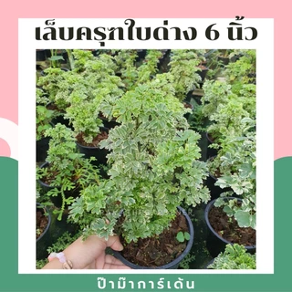 ต้นเล็บครุฑใบเขียว เล็บครุฑใบด่าง กระถาง 5-6 นิ้ว ไม้มงคล พุ่มใหญ่