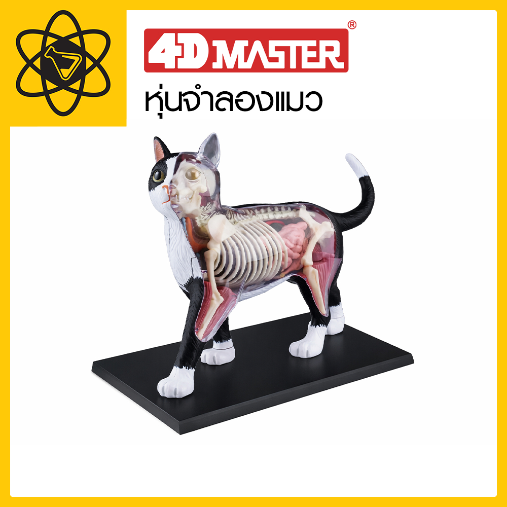 4D Vision หุ่นจำลองแมว 🔥 มีสินค้าพร้อมส่ง 🔥