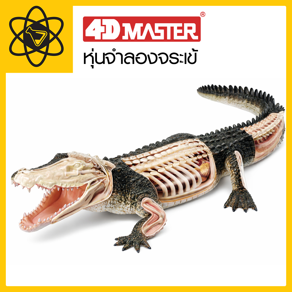 4D Vision หุ่นจำลองจระเข้ 4 มิติ