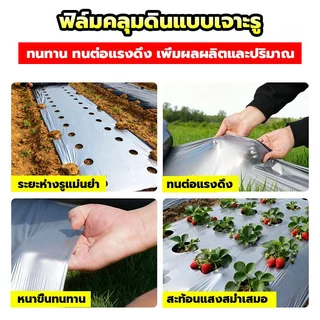 พลาสติกคลุมดิน 1ม.x400หลา(360ม) เจาะรูเดี่ยว 1แถว ผ้ายางคลุมดิน ผ้ายางคลุมวัชพืช ผ้ายางคลุมแปลงผัก