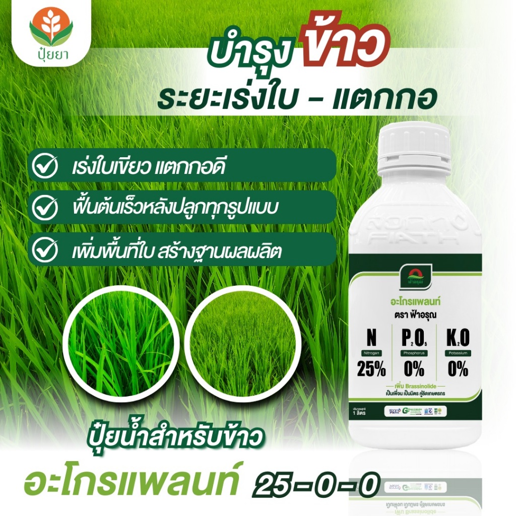 ต้องการข้าวแตกกอ ใบเขียวเข้ม โตไว แตกกอแน่น ไนโตรเจนจัดเต็ม ใบตั้ง ลำต้นอวบ เร่งฟื้นหลังฝนได้เยี่ยม 25-0-0 ตัวแรงแตกกอไว ราคา ถูกที่สุด ดีลบีเคเค แกลเลอรีภาพที่ 2