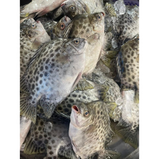 ปลาขี้ตัง ปลาขี้เกง ( ทำเสร็จ ) คละไข่