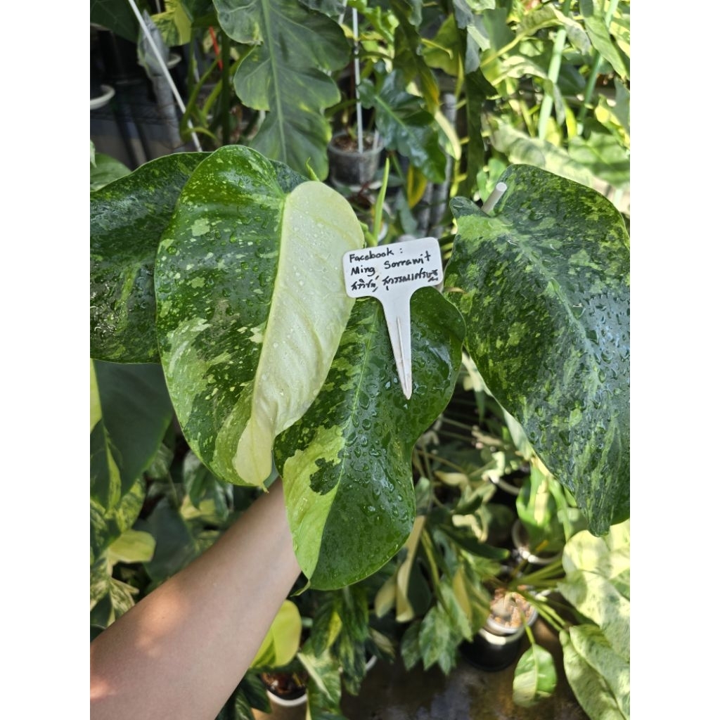 Philodendron Jose Buono Variegated (จอสบูโน่ด่าง) กระถาง 1