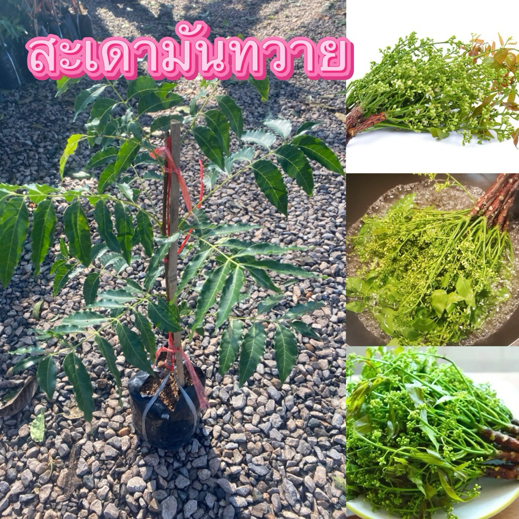 ต้นสะเดามันทวาย แบบเสียบยอด ราคาต้นละ 120 บาท พร้อมส่ง