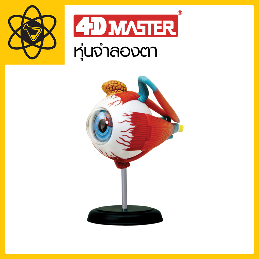 4D Vision หุ่นจำลองตา 4  มิติ
