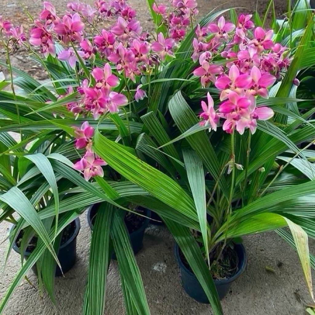 กล้วยไม้ดิน6ต้น6สีสวยๆ-ชุดสีหวานๆ(จัดส่งแบบแกะต้นไม่มีดอก)เลี้ยงง่ายดอกบานนานทน1-3เดือน - รูปที่ 3