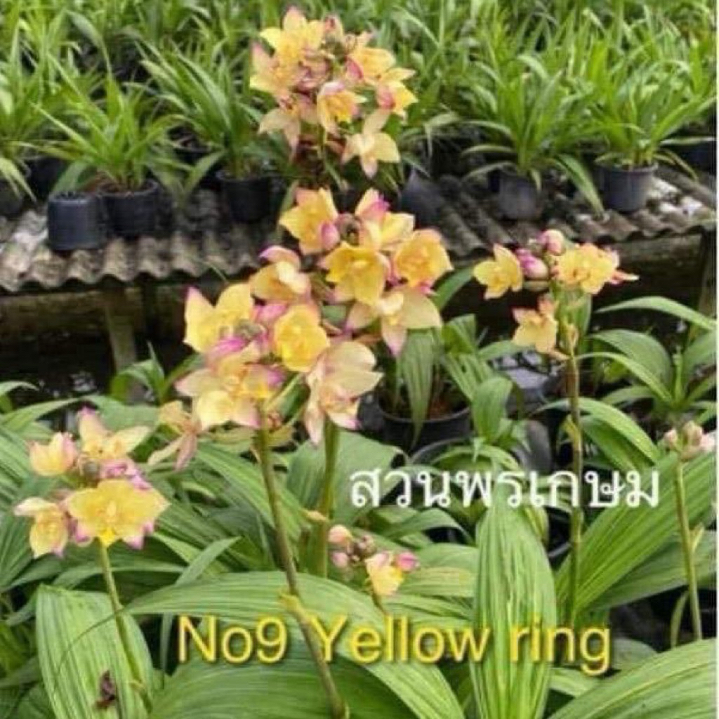 กล้วยไม้ดิน6ต้น6สีสวยๆ-ชุดสีหวานๆ(จัดส่งแบบแกะต้นไม่มีดอก)เลี้ยงง่ายดอกบานนานทน1-3เดือน - รูปที่ 6