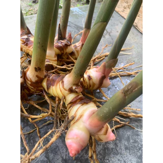 ข่าเหลือง ต้นพันธุ์ข่าเหลือง 1 กิโลกรัม(สำหรับเพาะปลูก)