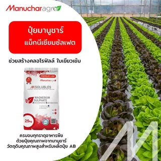 แมกนีเซียมซัลเฟต (แบ่งบรรจุ 1กก.) แก้ ใบเหลืองซีด ช่วยสร้างคลอโรฟิลล์ → ใบเขียวเข้ม มีกำมะถันช่วยเรื่องรากและการดูดธาตุ
