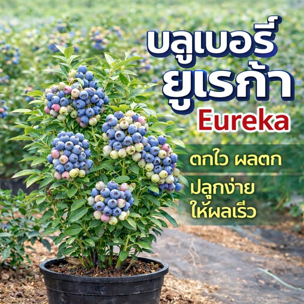 ต้นนำเข้า บลูเบอรี่ยูเรก้า Eureka ผลสวย รสหวานอมเปรี้ยว หอมมาก ปลูกในไทยได้ดี ทนร้อน
