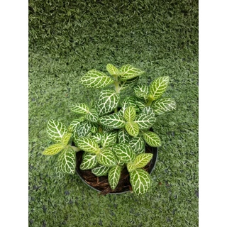 ต้นพรมออสเตรเลียลายขาว [ Fittonia ]ไม้ในกระถาง3"