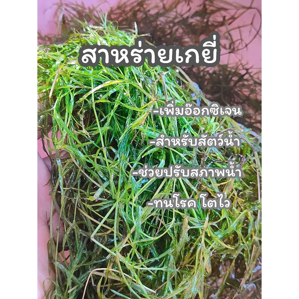 สาหร่ายเกยี่ สำหรับเลี้ยงสัตว์น้ำ