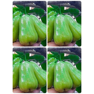 ต้นชมพู่เขียวหยกแบบกิ่งตอน