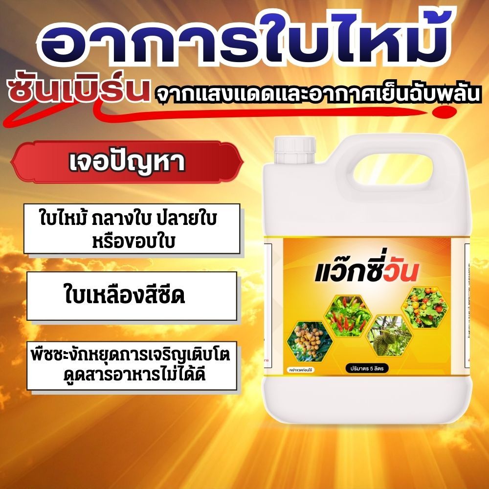 แว็กซี่วัน สูตรช่วยป้องกันรักษา ซันเบิร์น ปกป้องพืชจากแสงแดด และอากาศเย็น ใบไหม้จากแสงแดด ใบเหลือง