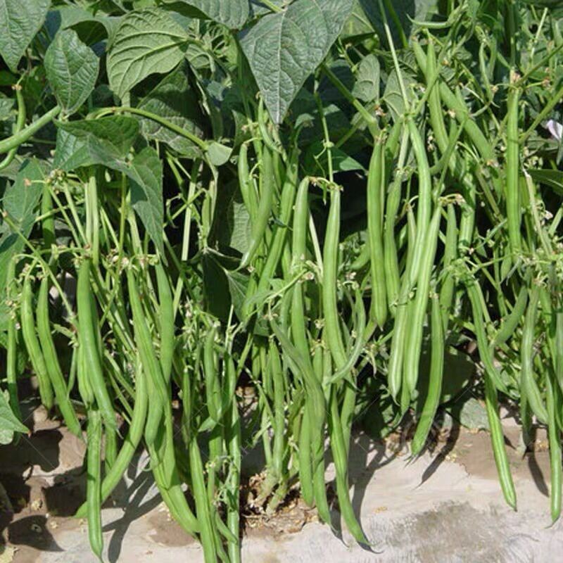 French Bean Seeds/BAGUIO BEANS เมล็ดพันธุ์ถั่ว3ฟุต 10เมล็ด ถั่วฝักยาว3ฟุต ถั่ว 3 ฟุต Yard Long Bean - รูปที่ 2