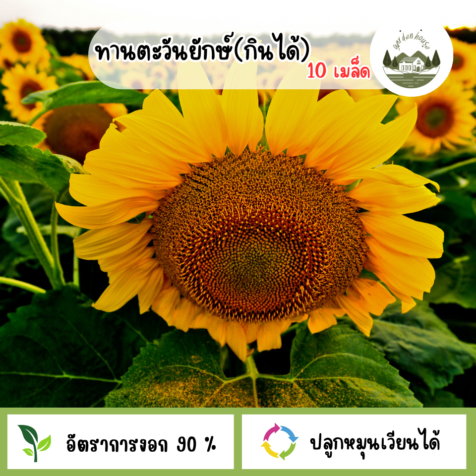 เมล็ดพันธุ์ดอกทานตะวันยักษ์ 10 เมล็ด