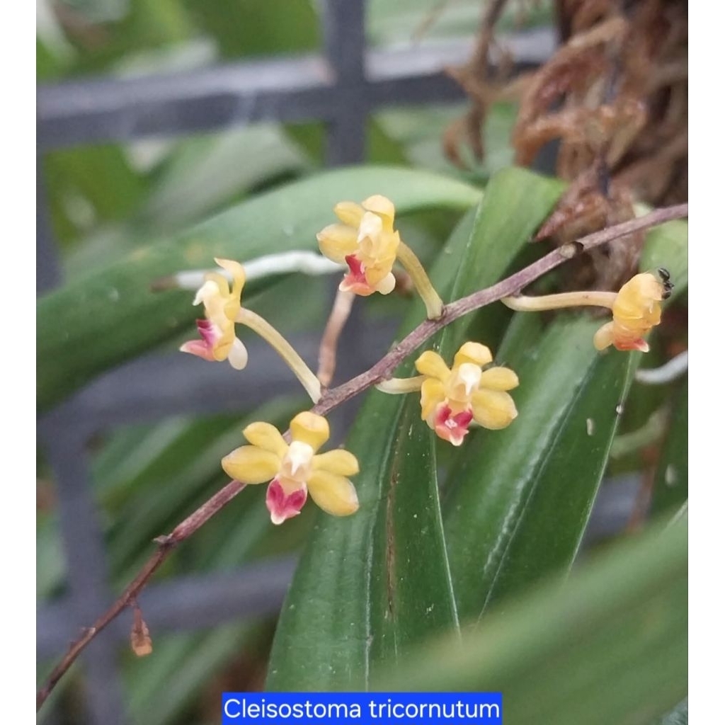 Cleisostoma tricornutum กล้วยไม้สกุลพวงพลอย 150