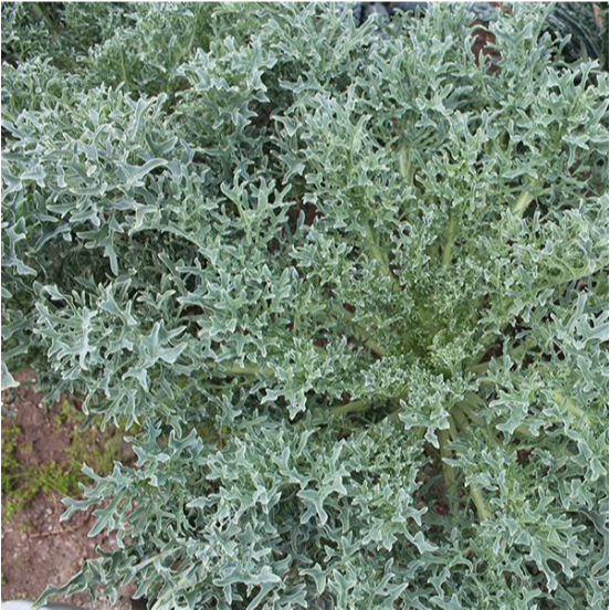 เมล็ด เคล ไฮดร้า - Hydra Kale F1