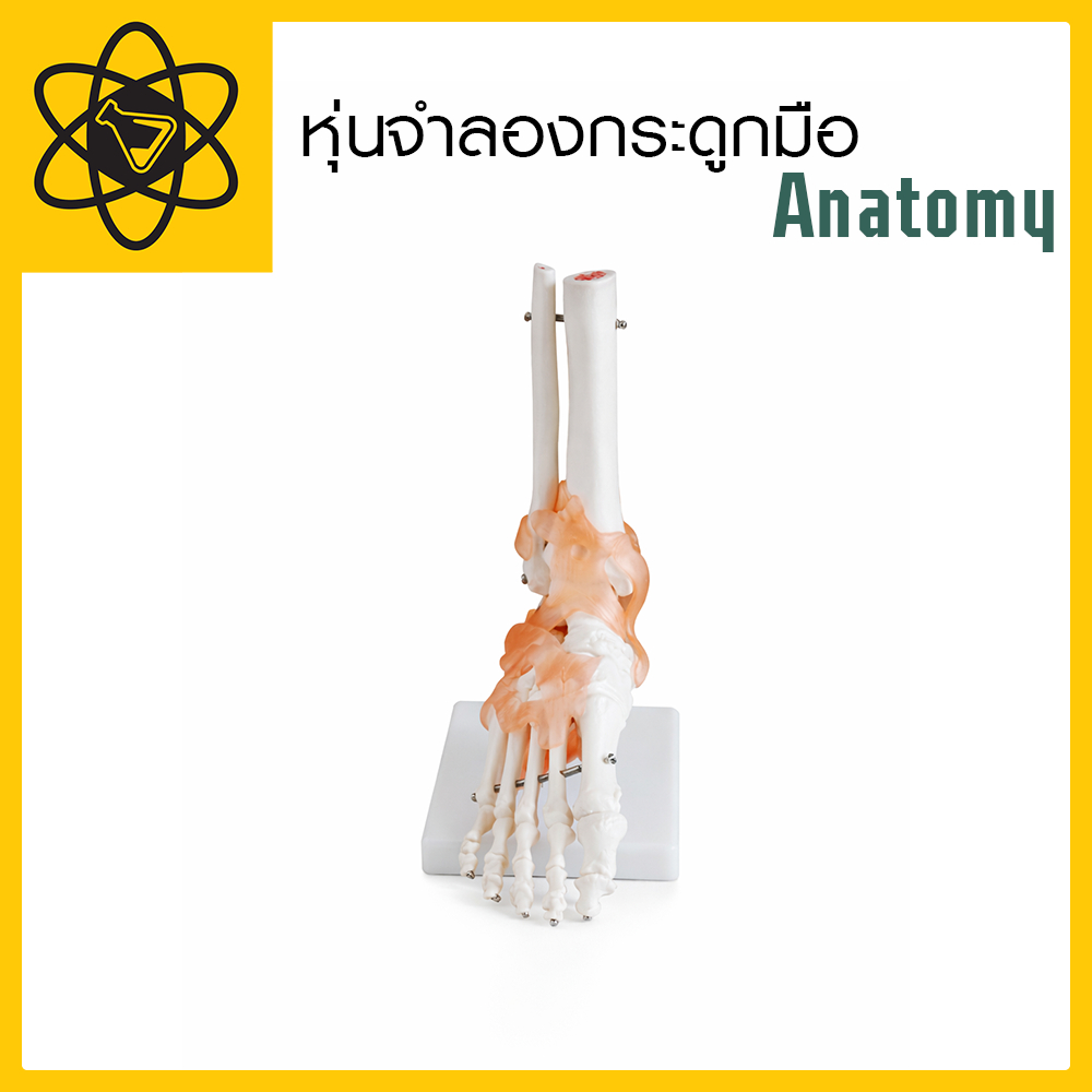 หุ่นจำลองกระดูกเท้า Anatomy หุ่นฝึกทักษะทางการแพทย์