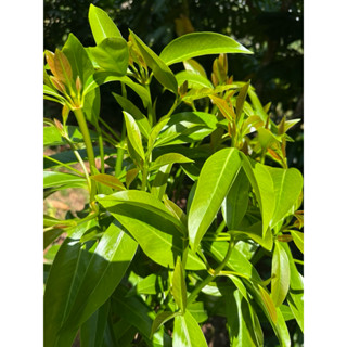 ยอดชะมวง ใบส้มมวงเปรี้ยว ผักบ้านๆออแกนิค