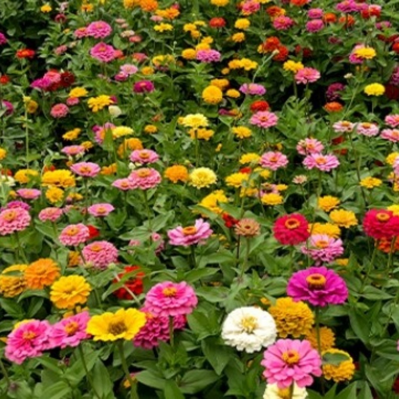 All-season flowering zinnia wildflower combination seeds Persian chrysanthemum seeds