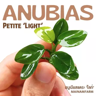 อนูเบียสแคระ 'ไลท์' (พริตตี้) ใบสีเขียวอ่อน - ANUBIAS NANA PETITE 'LIGHT' ต้นไม้น้ำ