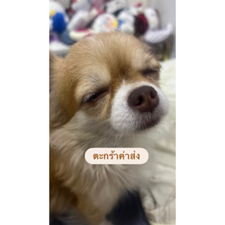 *ห้ามกด* ตะกร้าค่าส่ง กดได้เฉพาะลูกค้าที่มียอดเท่านั้น