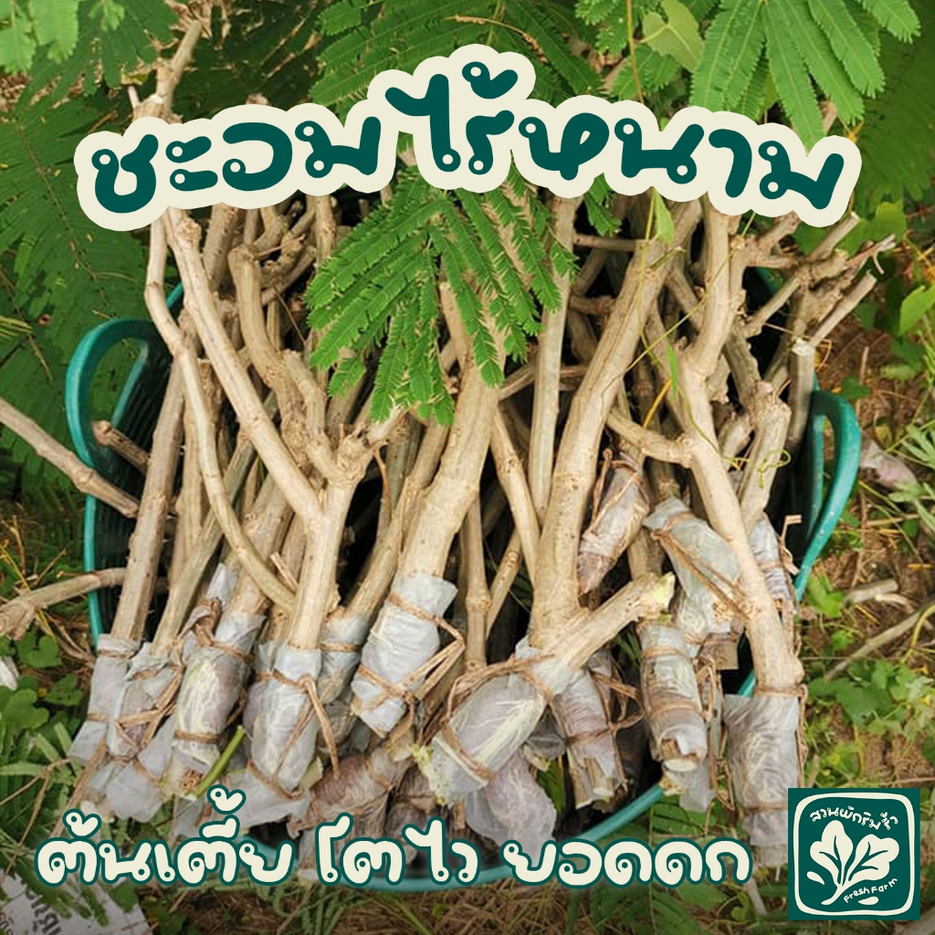 ชะอมไร้หนาม 5 กิ่ง | กิ่งตอน รากเดิน พร้อมปลูก