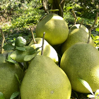 ส้มโอขาวใหญ่อัมพวา - กล่องกลาง
