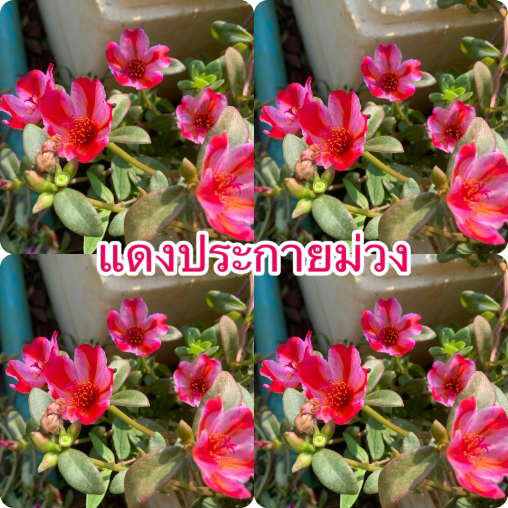 คุณนายตื่นสายทรูโทนแดงประกายม่วง20กิ่ง40฿