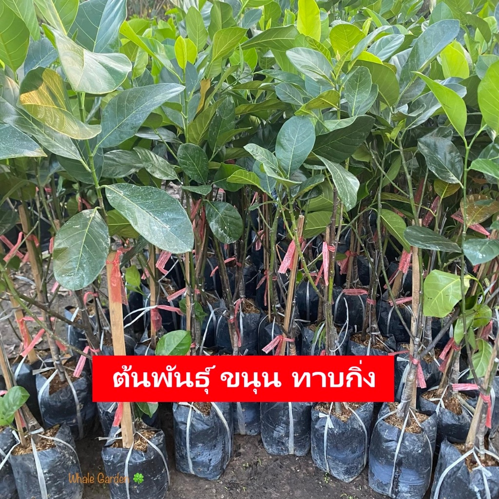 ต้นขนุน เลือกสายพันธุ์ได้ (Jackfruit) ทาบกิ่ง ต้นสวย ให้ผลเร็ว 1 ปี (รับประกัน ส่งใหม่ฟรี หากสินค้าเเสียหาย!!)