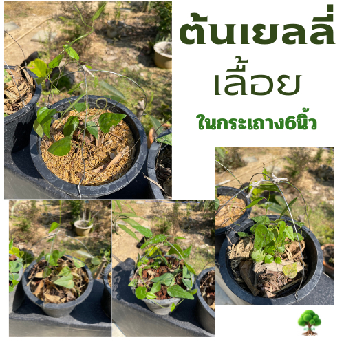 ต้นเยลลี่เลื้อย เยลลี่เถา เพาะเมล็ด