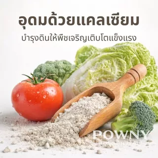 ปูนเปลือกหอย แท้ 100% ฆ่าเชื้อรา แก้ปัญหาใบงอ ใบหยิก รากเน่า เพิ่มแคลเซียม