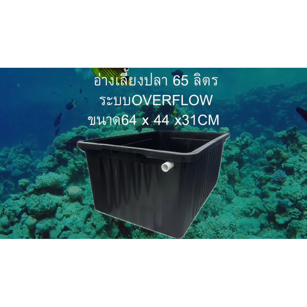 อ่างเลี้ยงปลา 65 ลิตร ระบบoverflow อ่างดำท่อขาว น้ำจะล้นเมื่ออยู่ในระดับท่อ อ่างเลี้ยงปลาเมกาดะ อ่าง