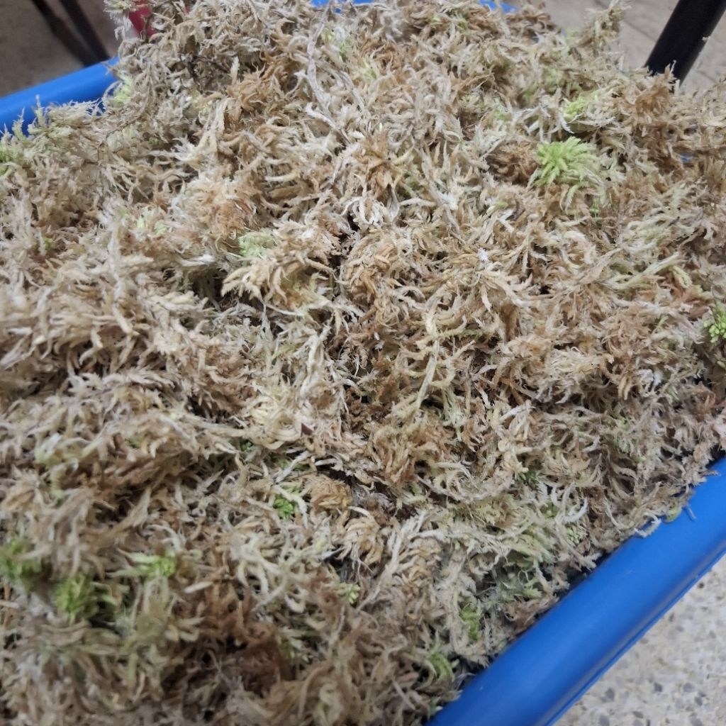 สแฟกนั่มมอส สด Sphagnum Moss (ขายดี)