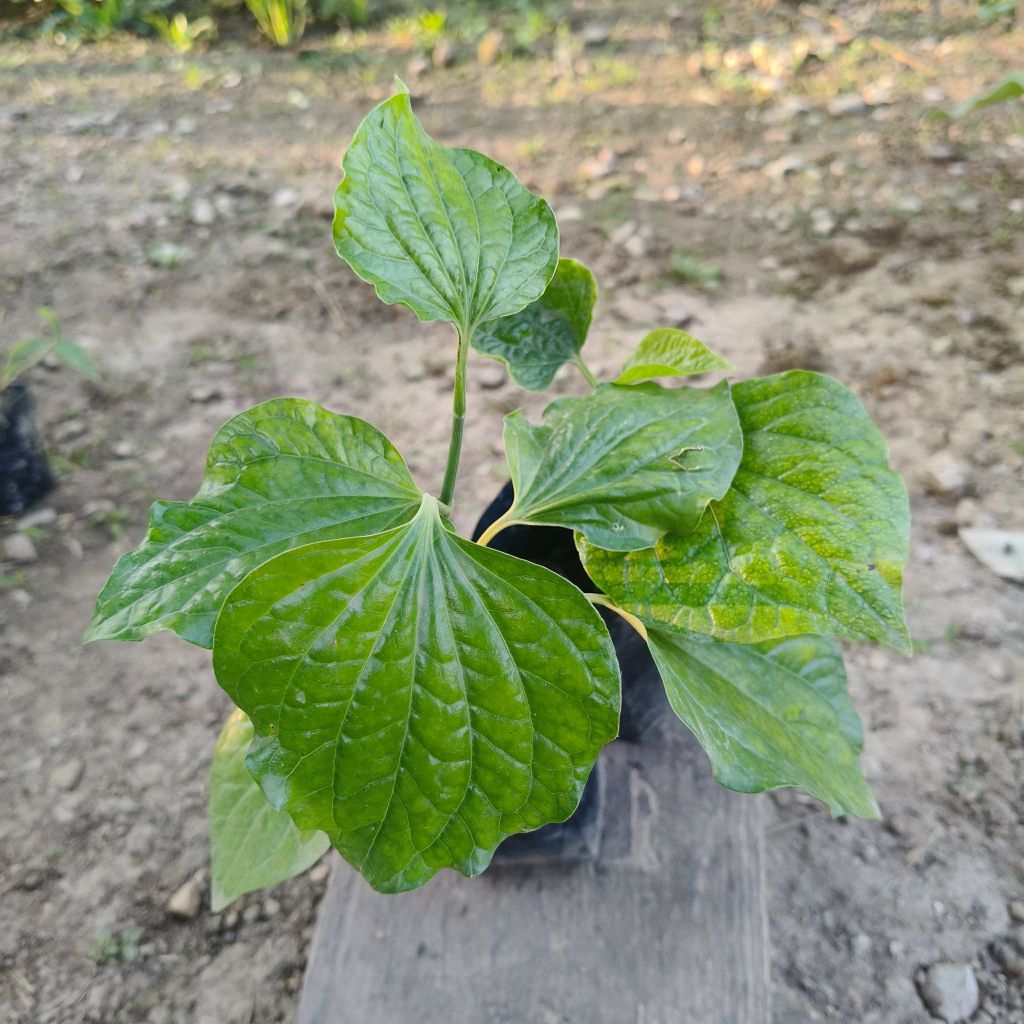 ต้นกล้าผักชะพลูในถุงดำพร้อมปลูก20บาท