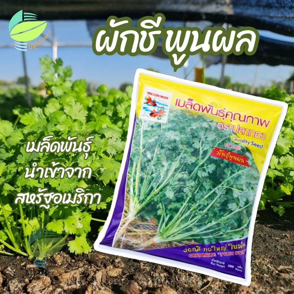 เมล็ดผักชีพูนผล ตราปลาทอง 300 กรัม ทนทาน กลิ่นหอม ปลูกง่าย