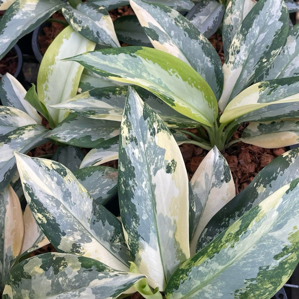 อโกลนีม่า สุวรรณภูมิด่าง  Aglaonema Suvarnabhumi variegated